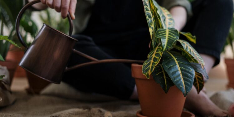 How to protect your plants from the heat