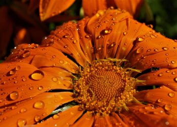 Is too much rain a problem for the garden?