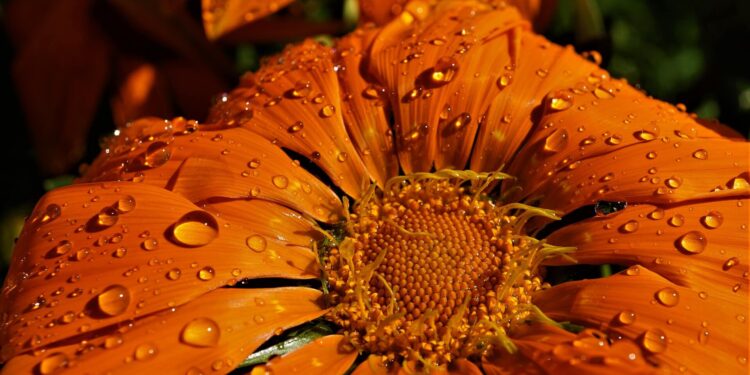 Is too much rain a problem for the garden?