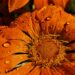 Is too much rain a problem for the garden?