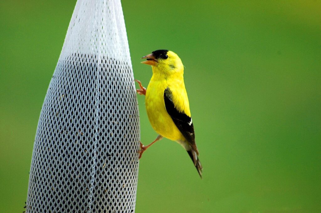 See American goldfinches by your own window