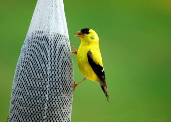 See American goldfinches by your own window