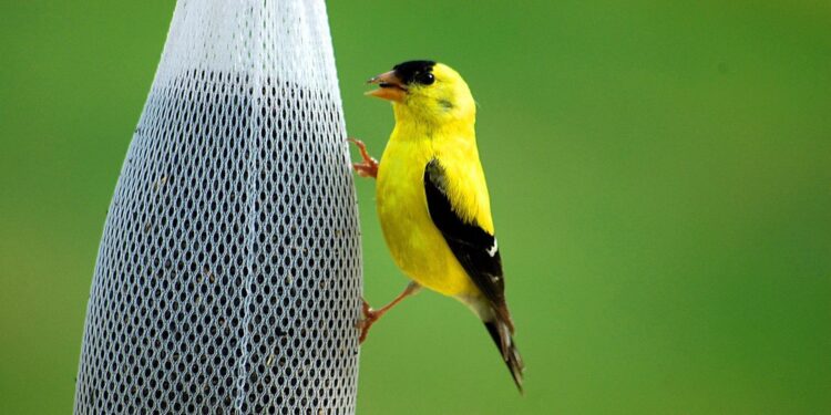 See American goldfinches by your own window