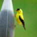 See American goldfinches by your own window