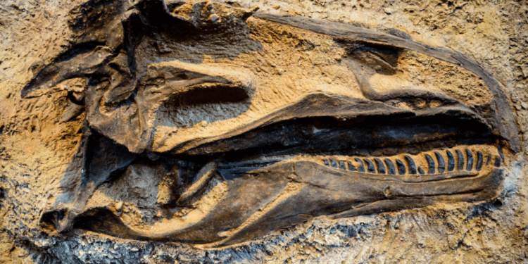 States with the most dinosaur fossils
