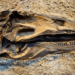 States with the most dinosaur fossils