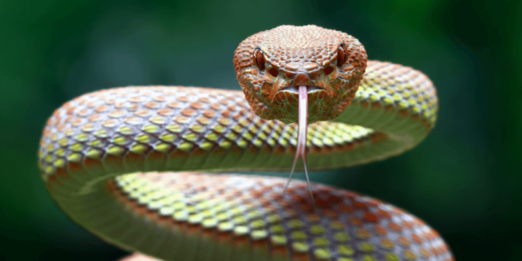Bats, sharks, pumas: What you need to know about 10 misunderstood animals