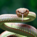 Bats, sharks, pumas: What you need to know about 10 misunderstood animals