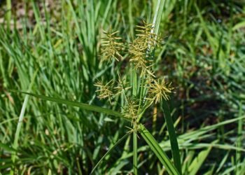 Grass-like weeds that invade the lawn!