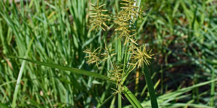Grass-like weeds that invade the lawn!