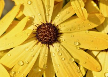 Heaven Scent - Poetic Pauses