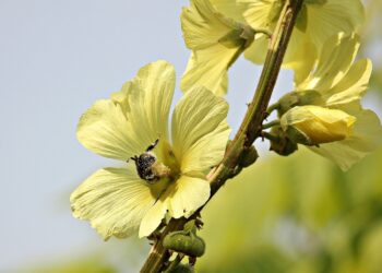 Making dolls from Hollyhock flowers