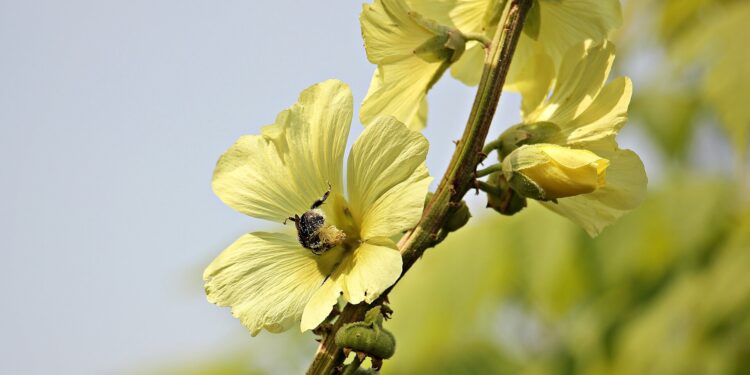 Making dolls from Hollyhock flowers