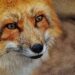 Steps anyone can take to protect local wildlife