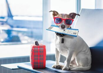Tips and tricks for traveling with dogs