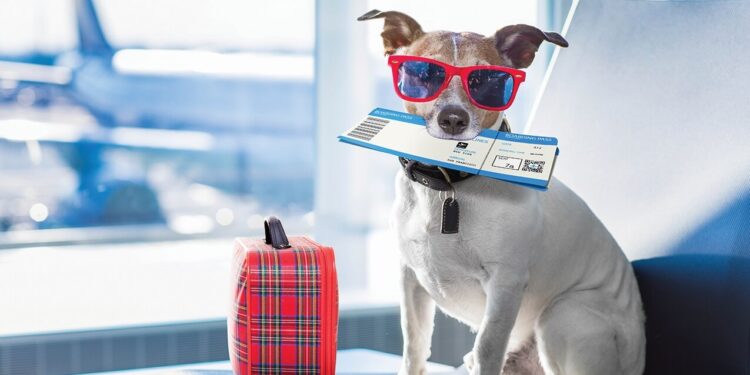 Tips and tricks for traveling with dogs