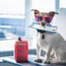 Tips and tricks for traveling with dogs