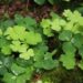 Wood sorrel Ohio plants