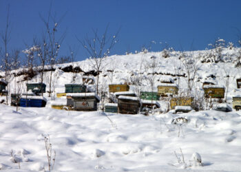 Gardeners can help pollinators in winter