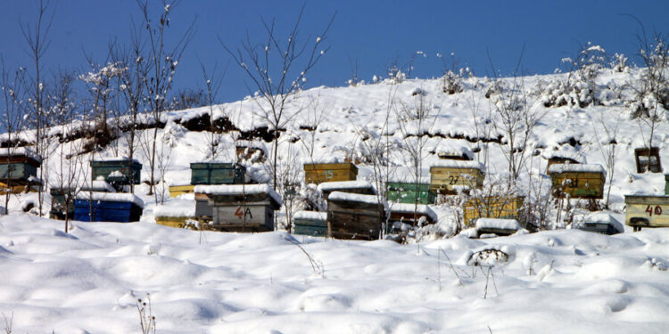 Gardeners can help pollinators in winter