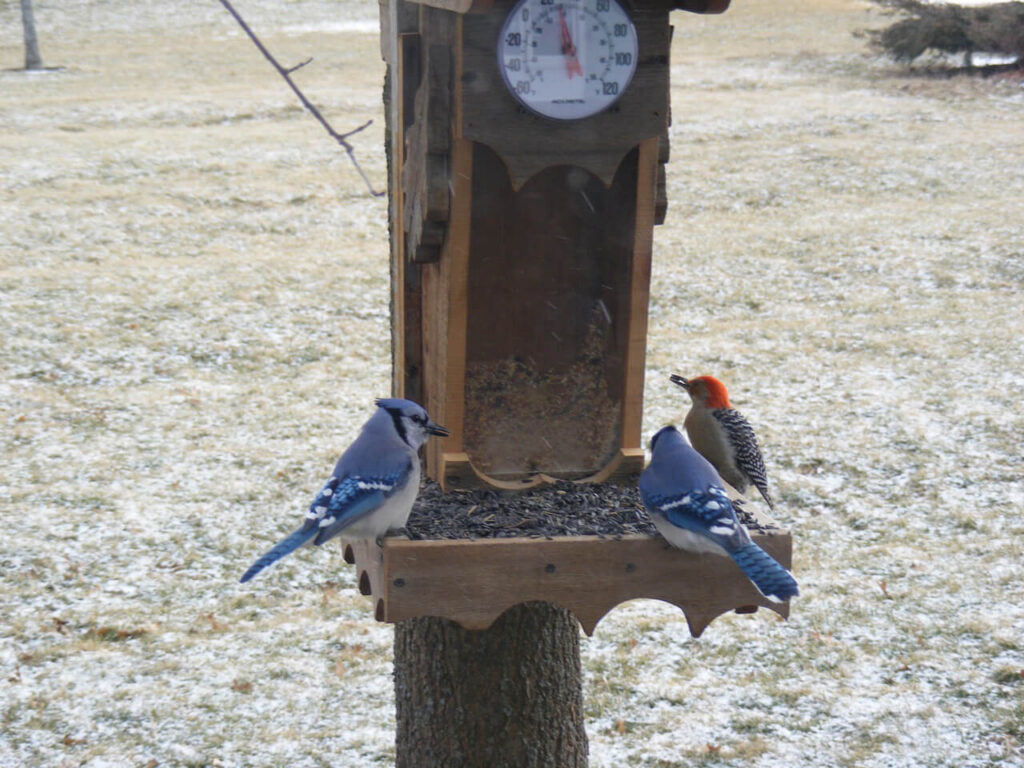 Senior bird feeder blue jays woodpecker