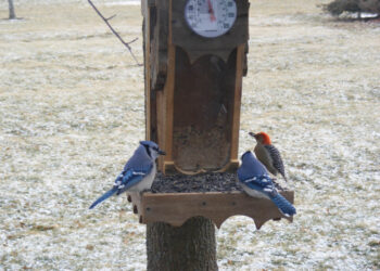 Senior bird feeder blue jays woodpecker