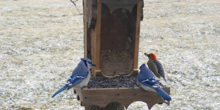 Senior bird feeder blue jays woodpecker