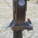 Senior bird feeder blue jays woodpecker