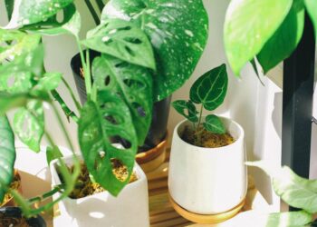 Bring the outdoors in