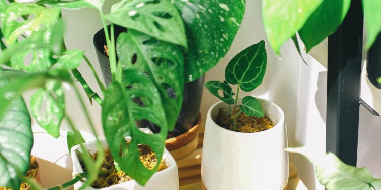 Bring the outdoors in