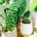 Bring the outdoors in