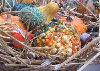 How the Pilgrims became America's forefathers