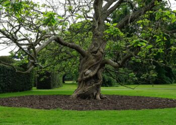 Ways to improve the aesthetic of your garden