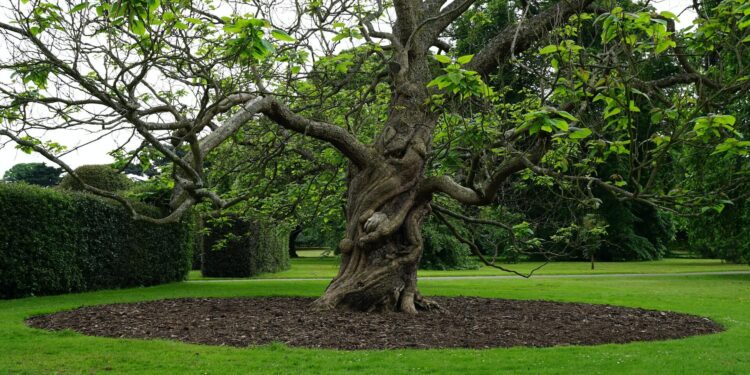Ways to improve the aesthetic of your garden