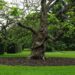 Ways to improve the aesthetic of your garden