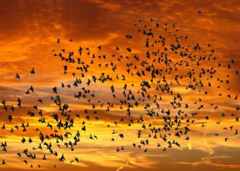 Purpose of Life - Poetic Pauses