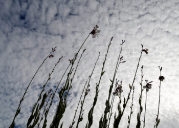 Teardrops from Heaven - Poetic Pauses