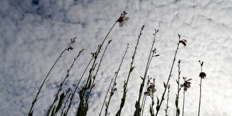 Teardrops from Heaven - Poetic Pauses
