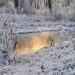 We Are Like Snowflakes - Poetic Pauses