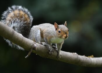 Happiness Tucked Away - Poetic Pauses