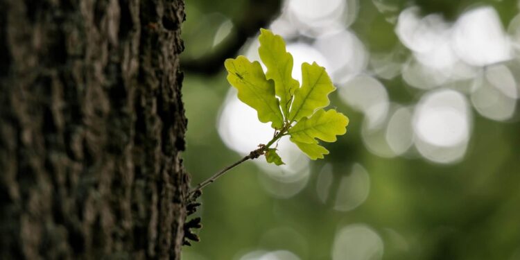 Canvas of Nature - Poetic Pauses