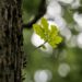 Canvas of Nature - Poetic Pauses