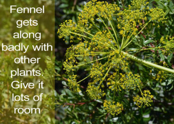 Do your plants get along? Ten combinations to avoid in your garden