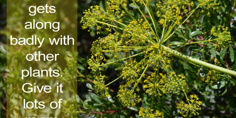 Do your plants get along? Ten combinations to avoid in your garden