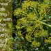 Do your plants get along? Ten combinations to avoid in your garden
