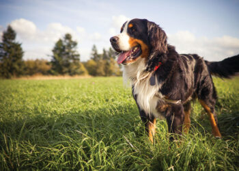 How to prevent Lyme disease in dogs