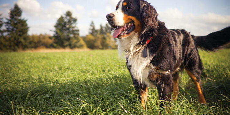 How to prevent Lyme disease in dogs