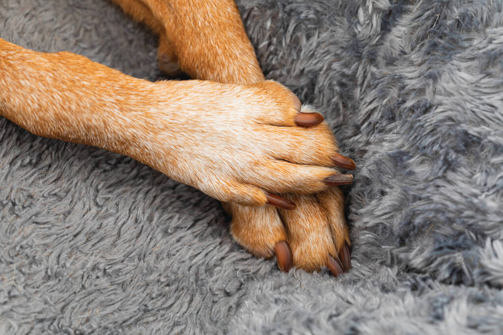 'Popcorn paws' is a common condition affecting pets