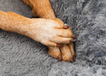 'Popcorn paws' is a common condition affecting pets