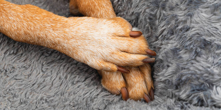'Popcorn paws' is a common condition affecting pets